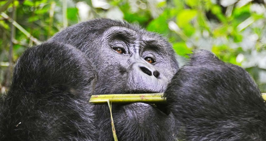 3 Days Bwindi Gorilla Trekking Safari