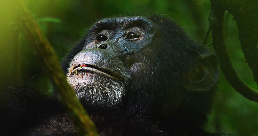 3 Days Chimpanzee Trekking Safari