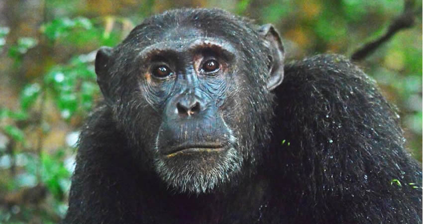 2 Days Kibale Chimpanzee Trekking Safari