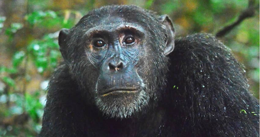 What Is The Best Time To Track Chimpanzees In Uganda