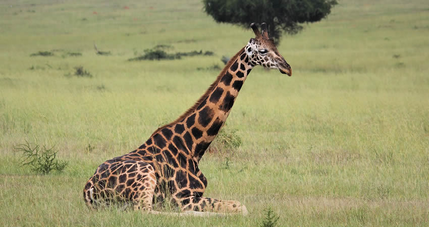 5 Days Murchison Falls Safari