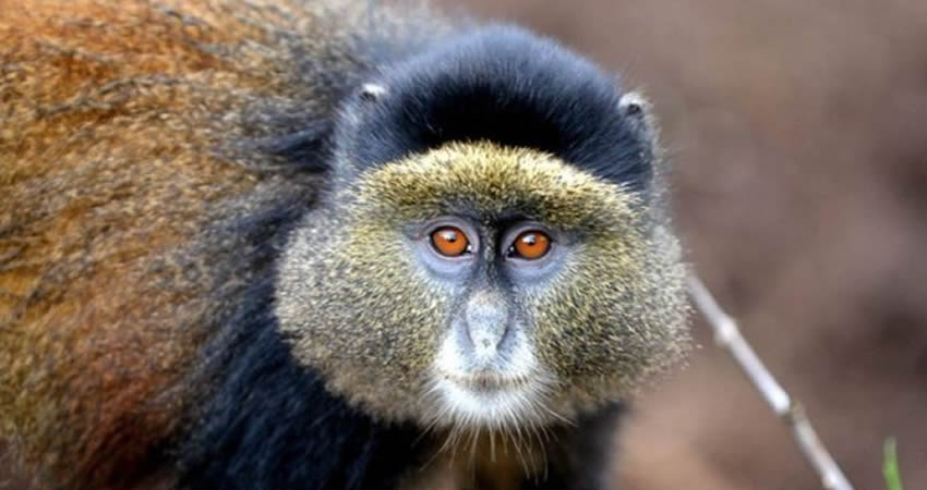 2 Days Golden Monkey Trekking Safari