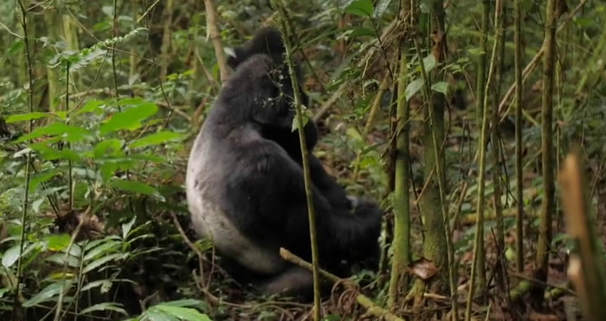 6 Days Gorillas and Wildlife Uganda Safari
