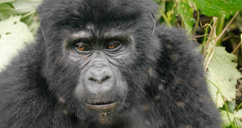 5 Days Rwanda Gorilla and Chimpanzee Trekking Safari