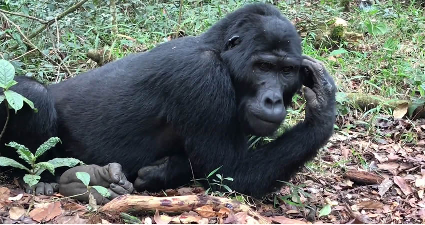 3 Days Uganda Gorilla Trekking Safari