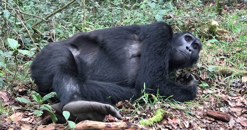 6 Days Gorilla Trekking Uganda Safari