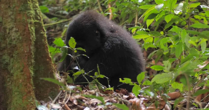 5 Days Gorilla Trekking and Wildlife Tour